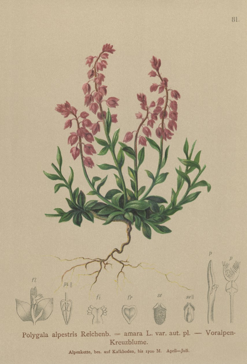 Prealpine Milkwort (Polygala alpestris, Polygala amara var. aut. pl., Polygala brachyptera) by German School
