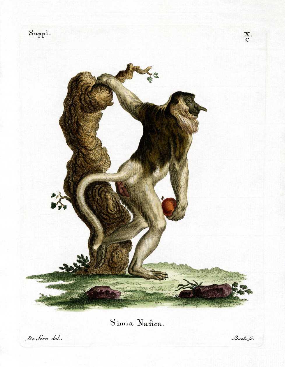 Hortum Maymun (renkli gravür) by German School