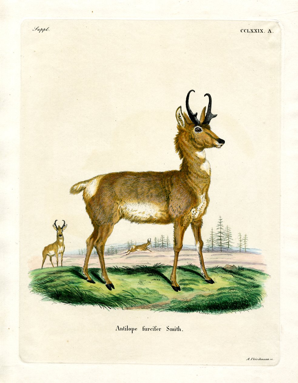 Pronghorn Antilop (renkli gravür) by German School