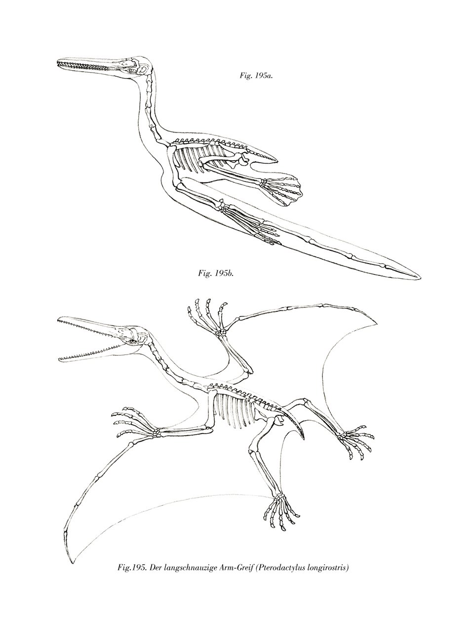 Pterodaktil (renkli taş) by German School