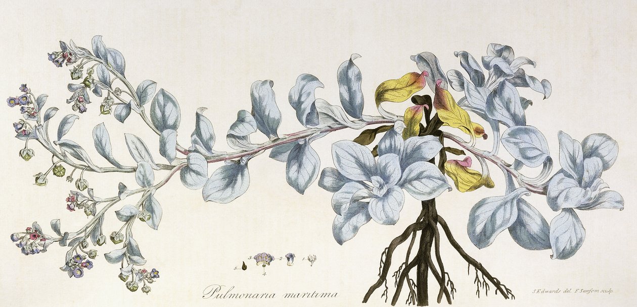 Pulmonaria Maritima, 1785-1788 by German School