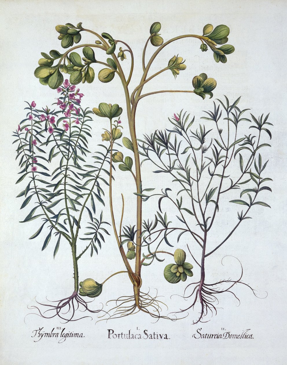 Semizotu, Summer Savory ve Winter Savory, Hortus Eystettensis'ten, Basil Besler (1561-1629), pub. 1613 (el boyaması gravür) by German School