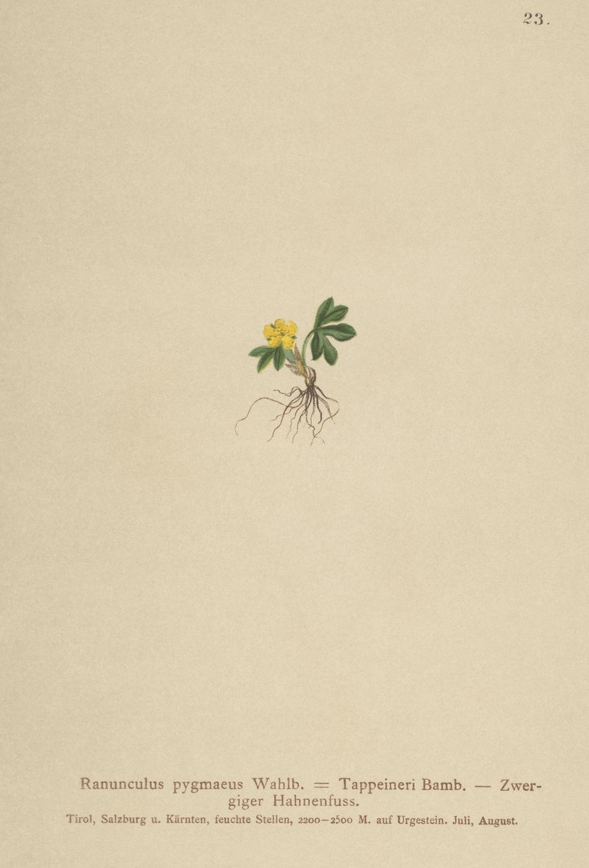 Pigme Düğünçiçeği (Ranunculus pygmaeus, Ranunculus tappeineri, Ranunculus baerianus, Ranunculus pygmaeus var. Langeanu) by German School