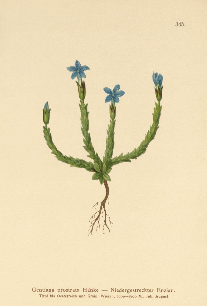 Cüce Gentian (Gentiana prostrata) by German School