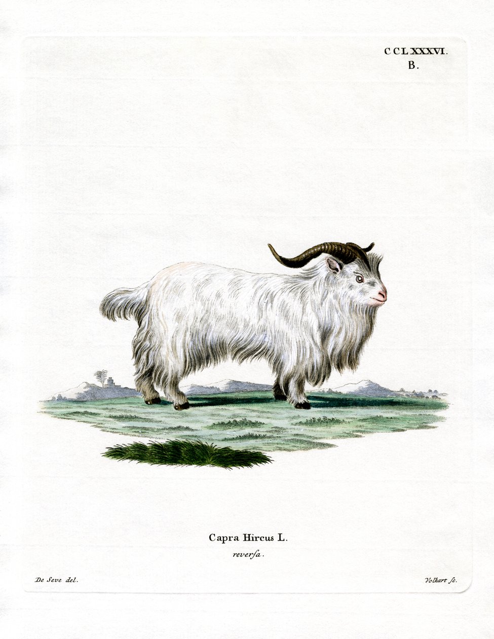 Pigme Keçi (renkli gravür) by German School