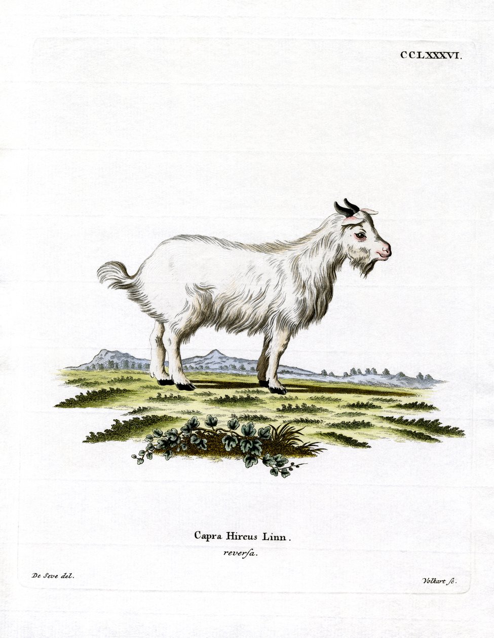 Pigme Keçi (renkli gravür) by German School
