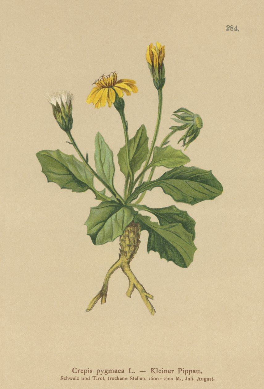 Pigme Şahin sakalı (Crepis pygmaea, Hieracium pumilum) by German School