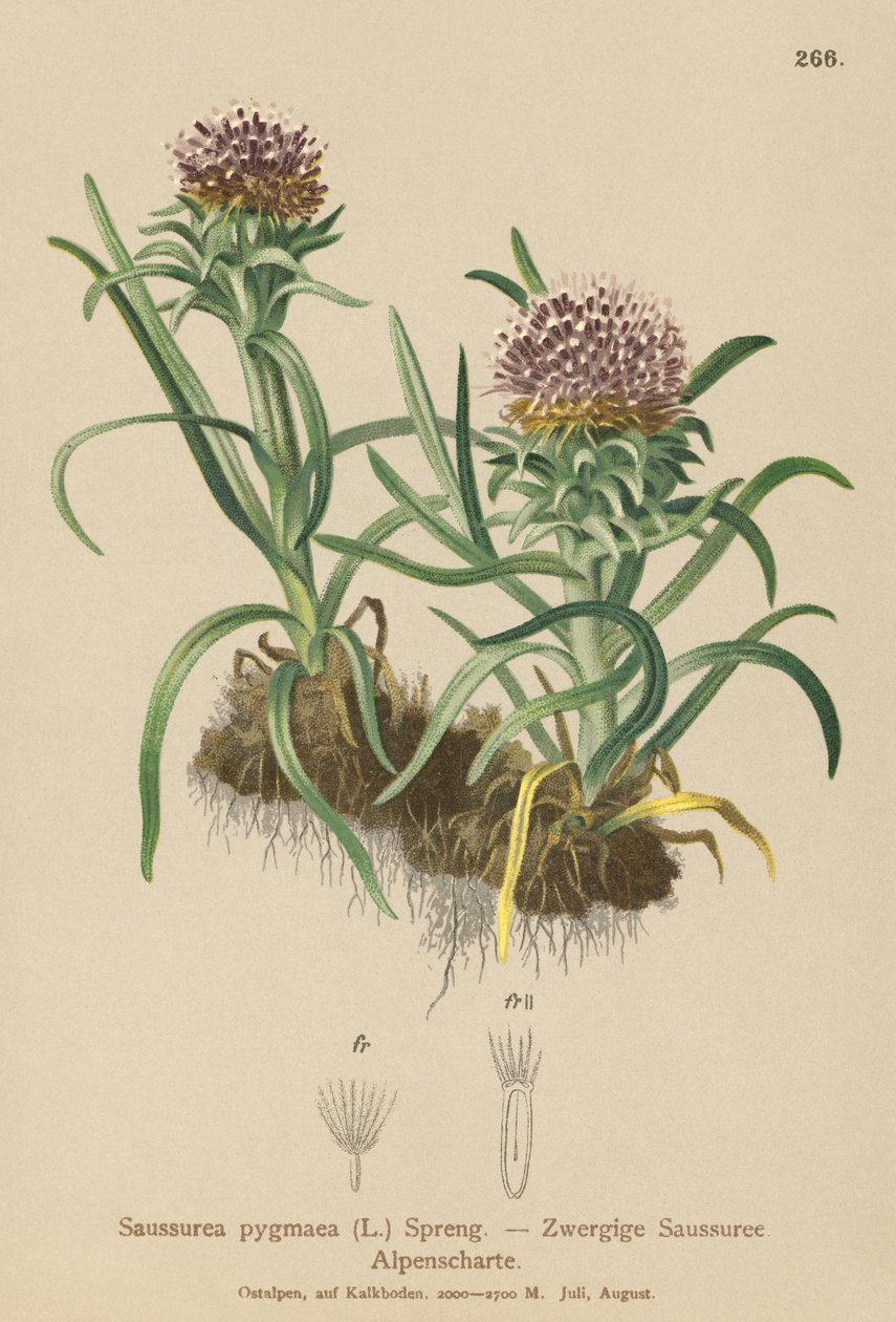 Pigme Saussurea (Saussurea pygmaea) by German School