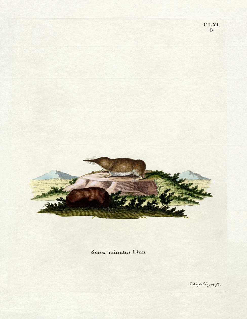 Pigme Kır faresi (renkli gravür) by German School
