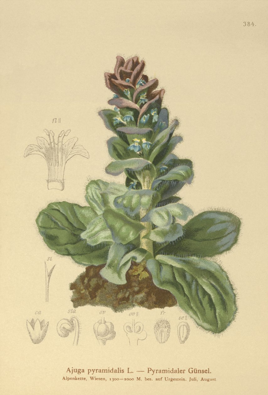 Piramidal Bugle (Ajuga piramidalis) by German School