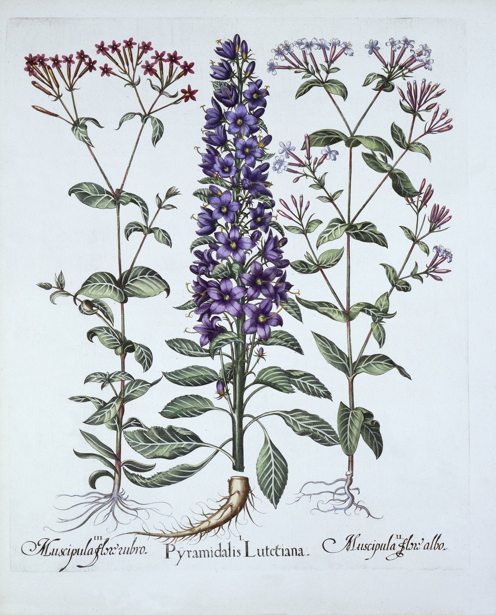 Piramidal Campanula, Muscipulas, from Hortus Eystettensis, Basil Besler (1561-1629), pub. 1613 (el boyaması gravür) by German School