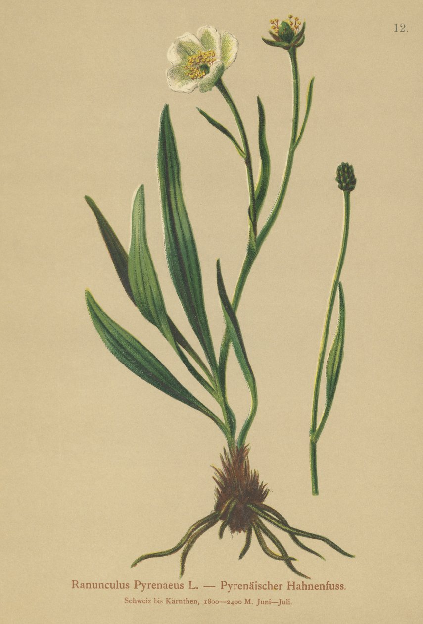 Pirene Crowfoot (Ranunculus Pyrenaeus) by German School
