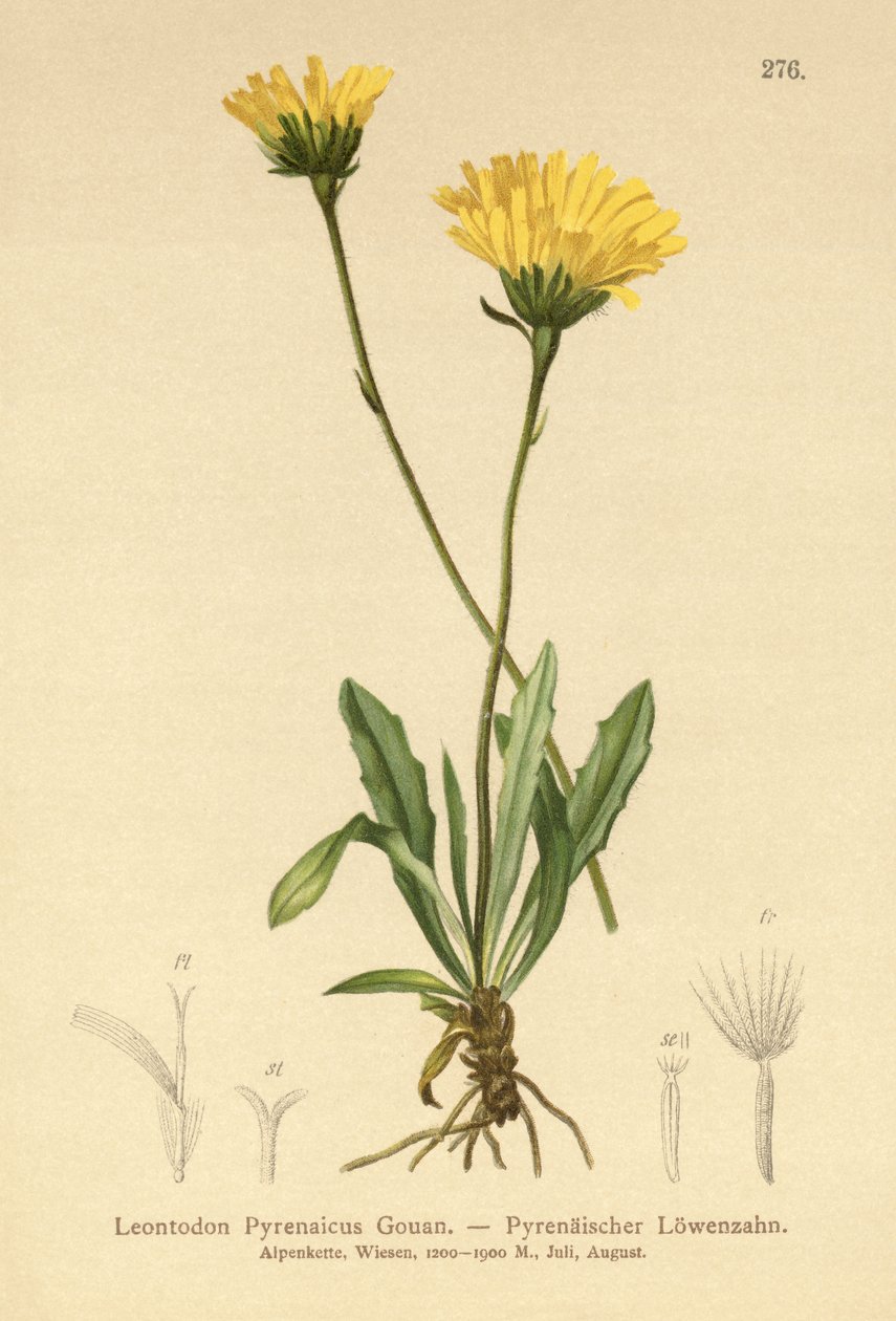 Pyrenean Hawkbit (Leontodon Pyrenaicum, Leontodon Pyrenaicus, ) by German School
