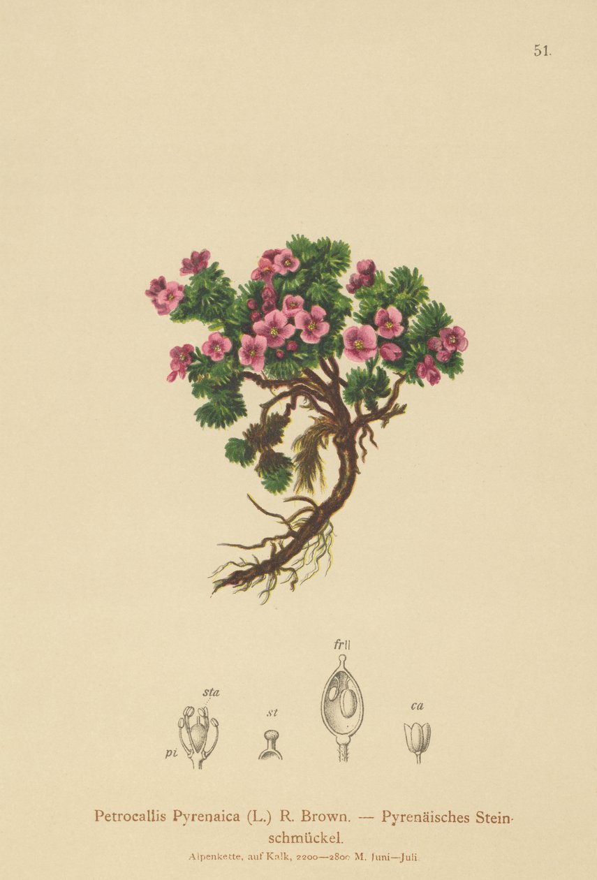 Pirene Petrocallis (Petrocallis Pyrenaica) by German School