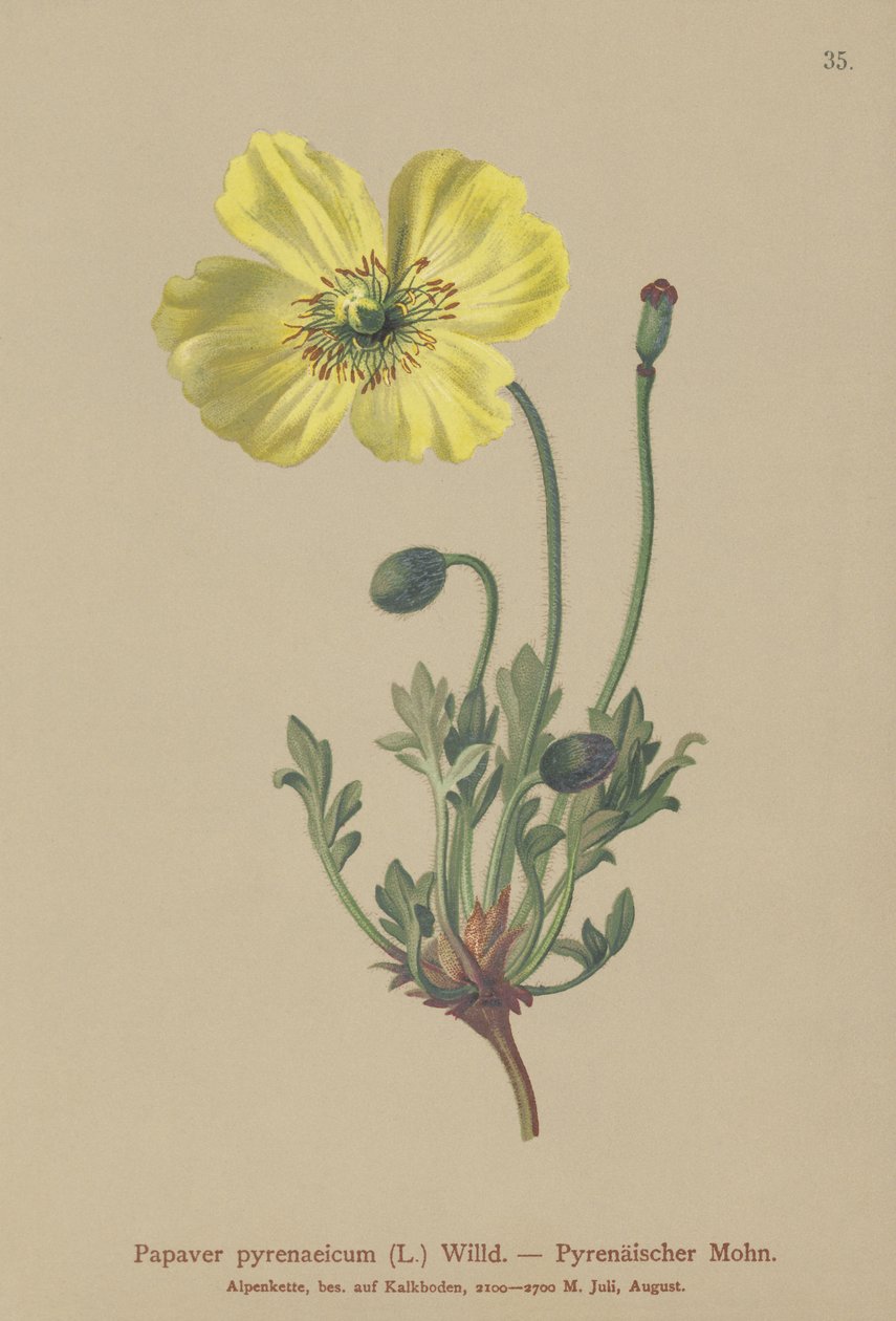 Pirene haşhaşı (Papaver pyrenaeicum, Papaver alpinum sub.) by German School
