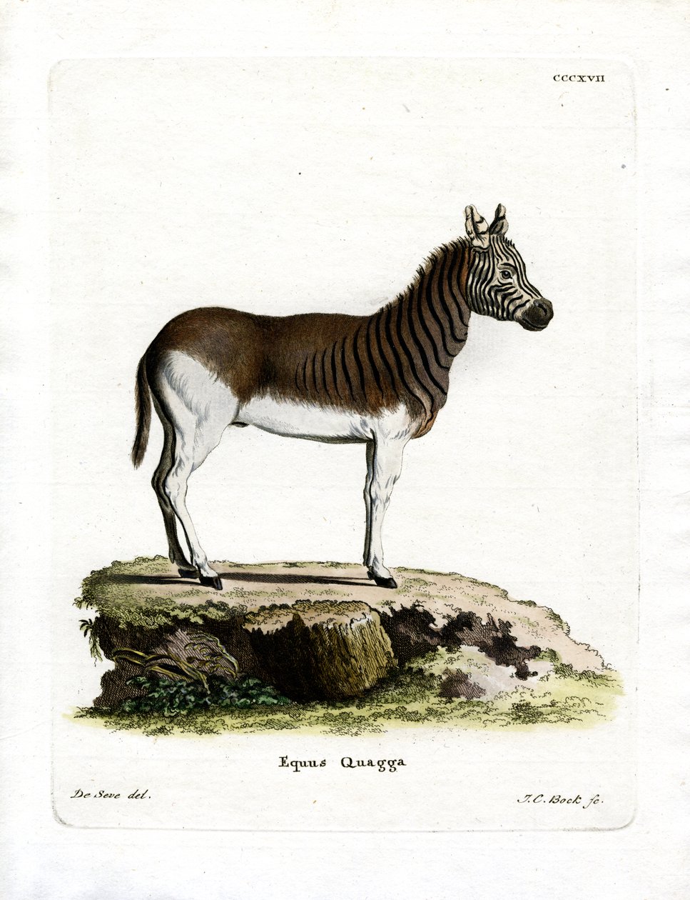 Quagga (renkli gravür) by German School