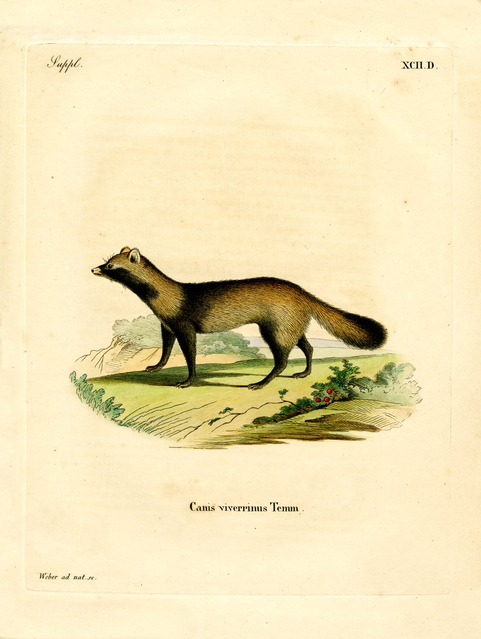Rakun Köpeği (renkli gravür) by German School