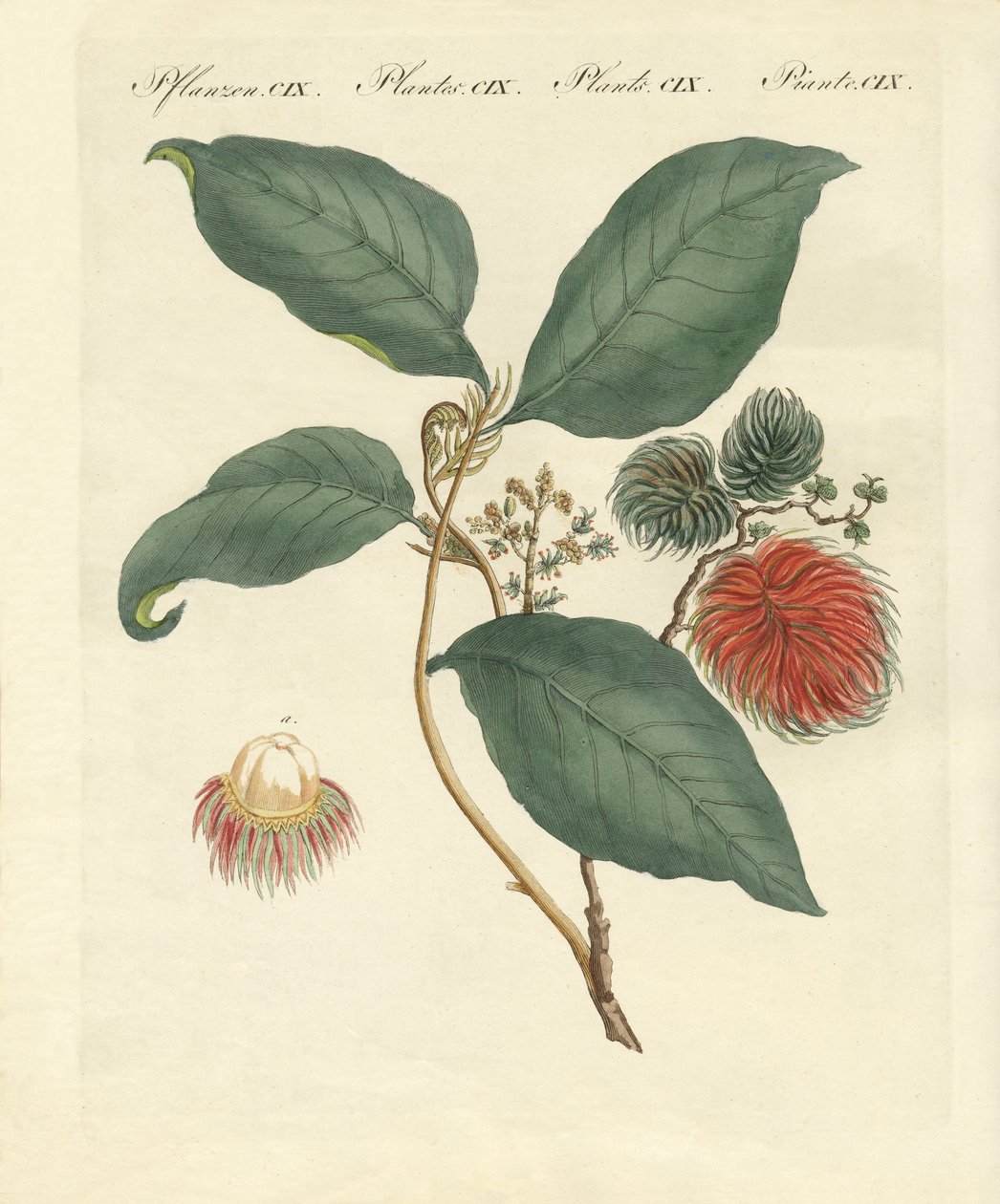 Rambutan ağacı (renkli gravür) by German School