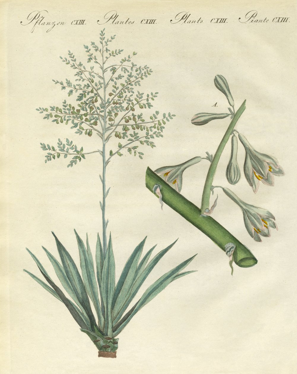Nadir yabancı bitkiler (renkli gravür) by German School
