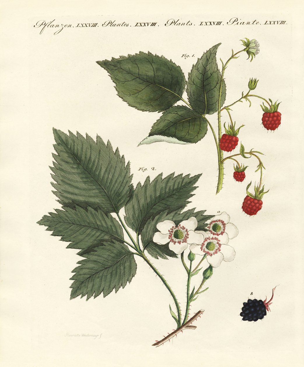Ahududu ve böğürtlen by German School