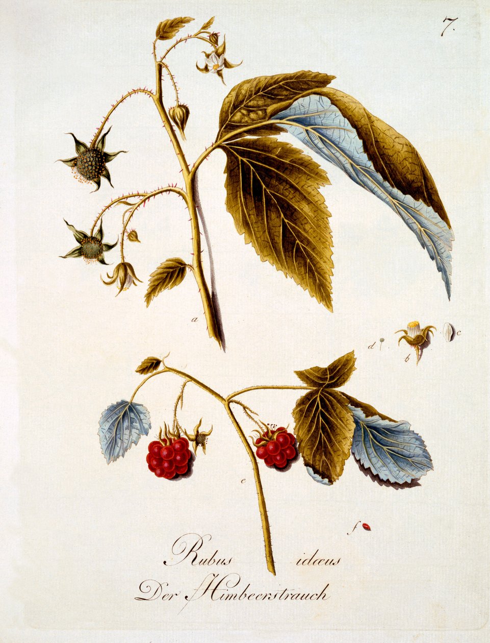Ahududu, Johann Daniel von Reitter'in Alman kır çiçekleri kitabından bir çizim, c.1803-5 yayınlandı by German School