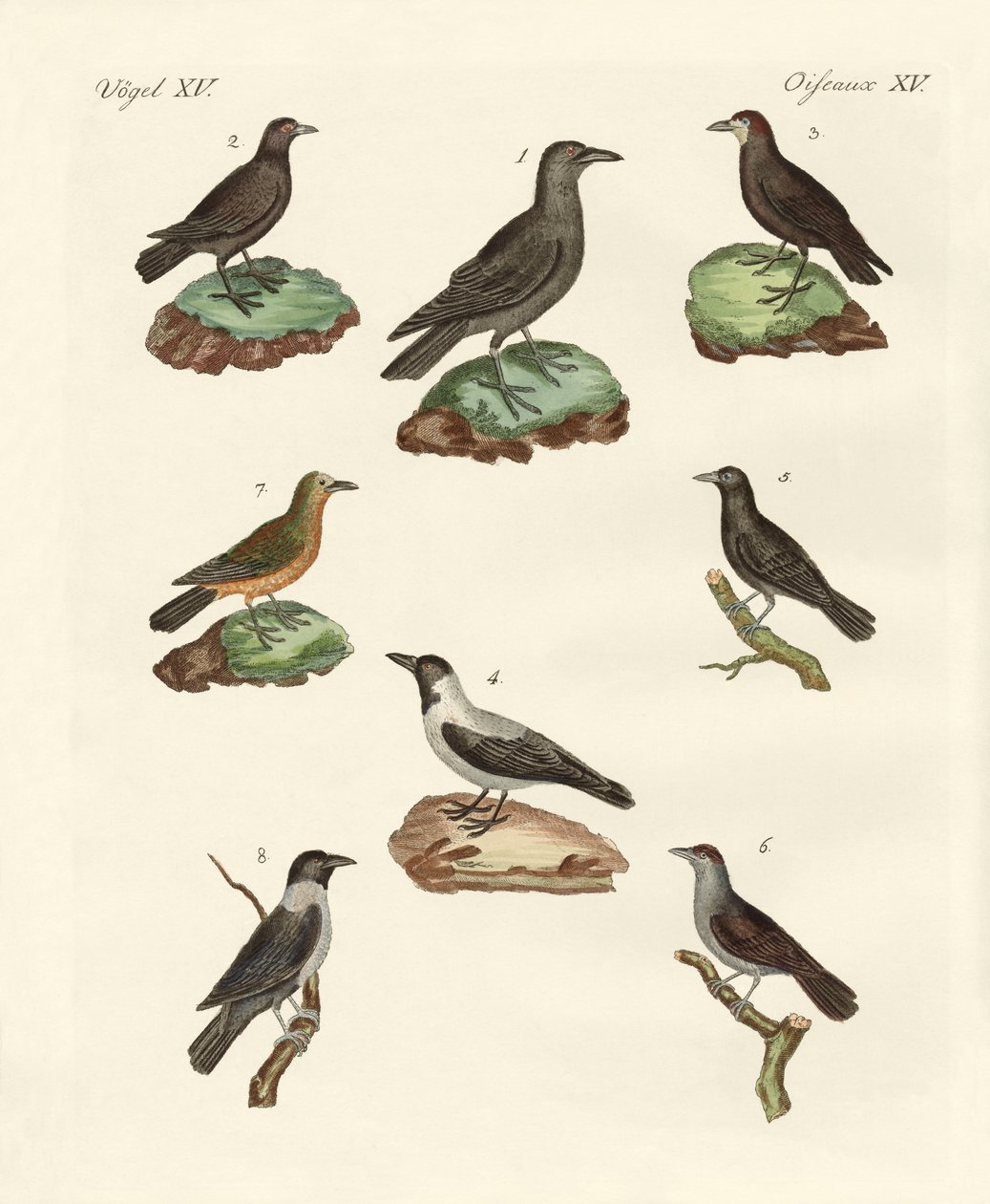 Kuzgunlar, kargalar ve kargalar by German School