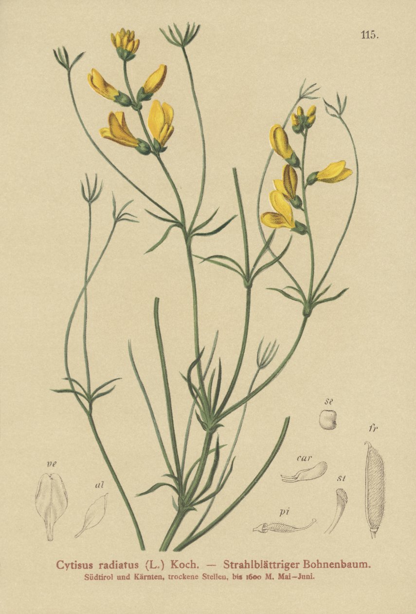 Işınlı Süpürge (Cytisus radiatus, Cytisanthus radiatus, Genista radiata) by German School