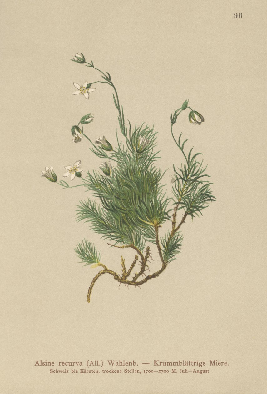 Kıvrımlı Sandwort (Alsine recurva, Minuartia recurva) by German School