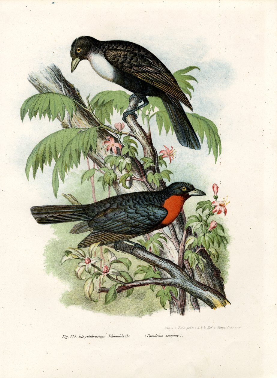Kırmızı-ruffed Fruitcrow, 1864 by German School