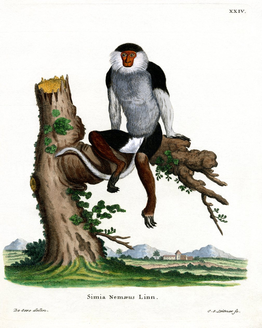 Kırmızı gövdeli Douc Langur (renkli gravür) by German School
