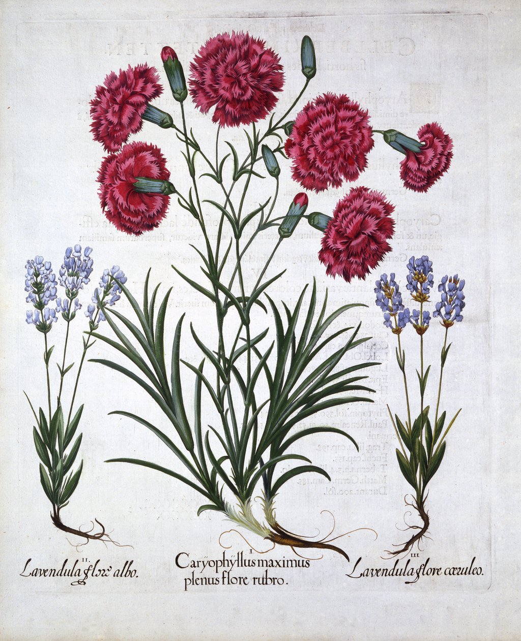 Hortus Eystettensis