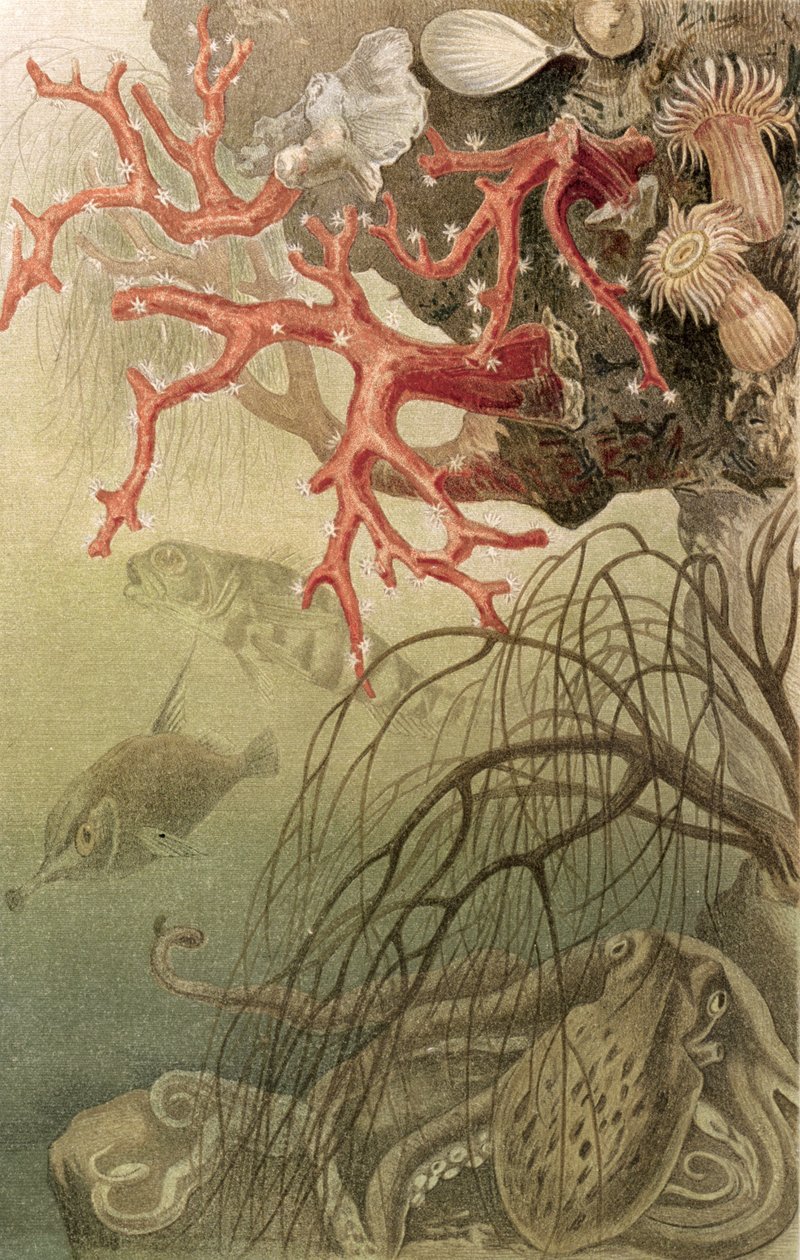 Red Coral, Brehms Tierleben