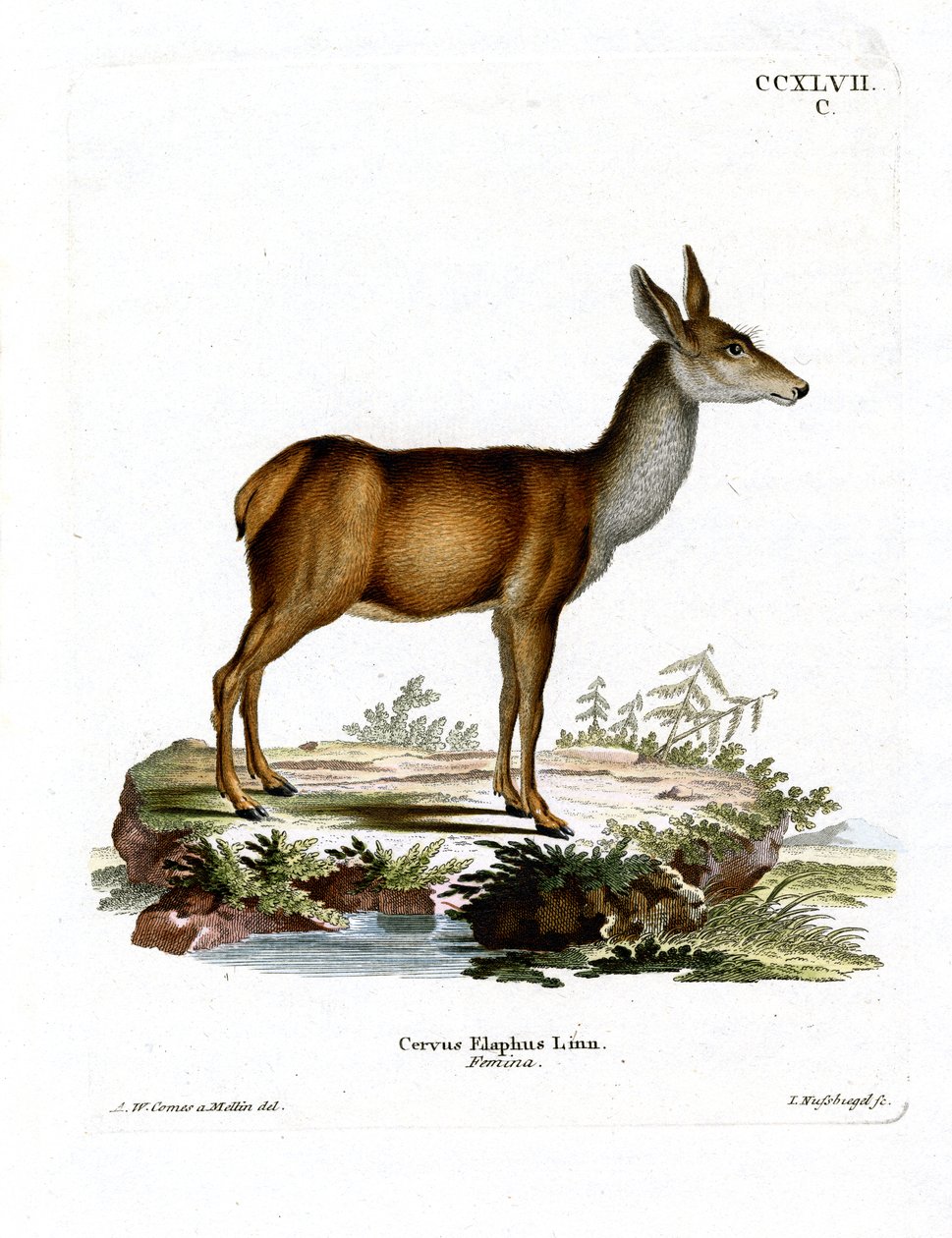 Kızıl Geyik (renkli gravür) by German School