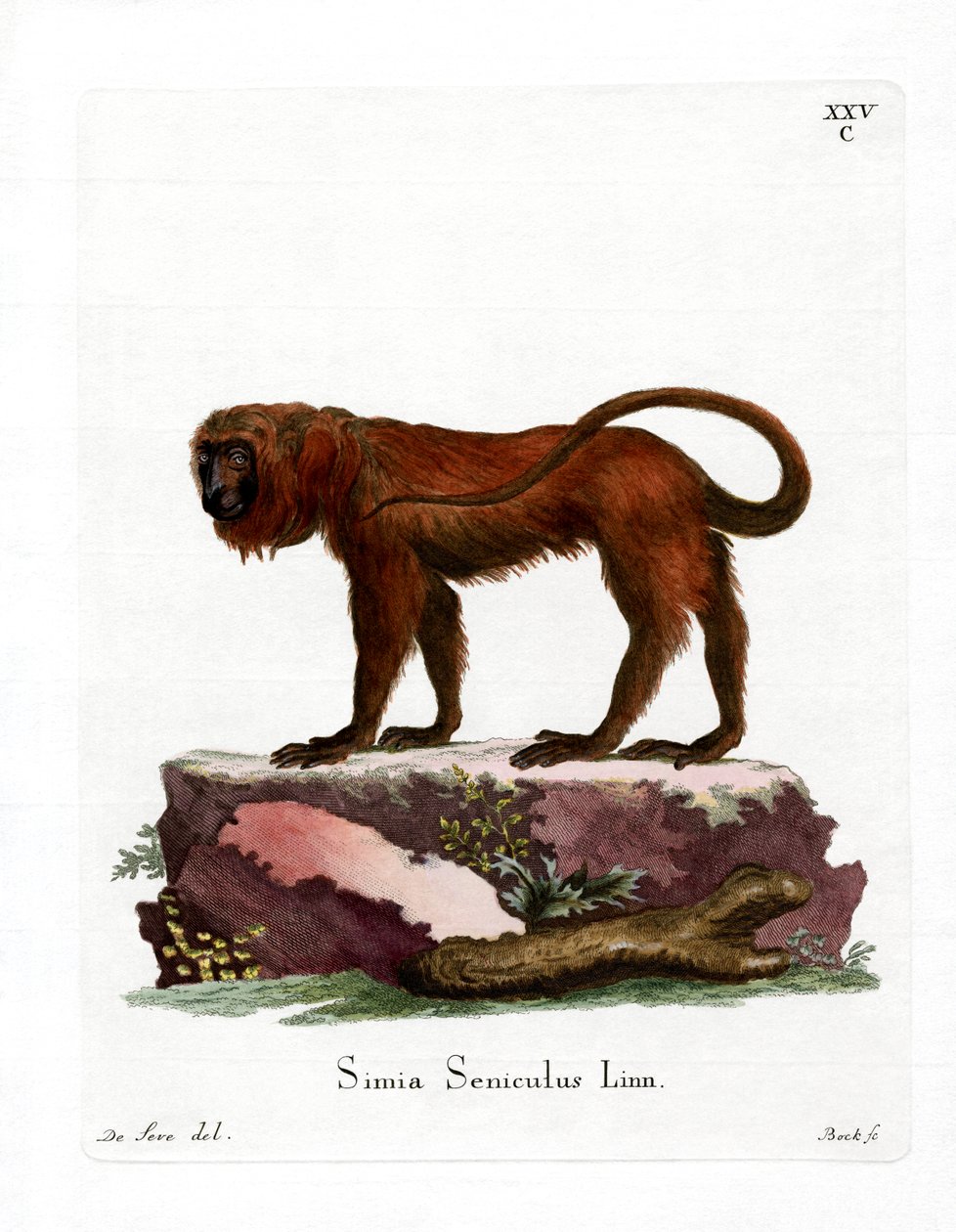 Red Howler (renkli gravür) by German School