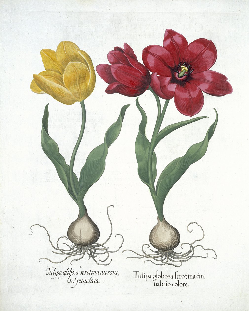 Kırmızı ve sarı lale, Hortus Eystettensis
