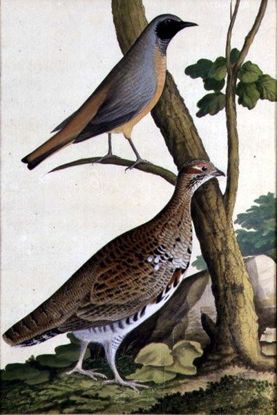 Redstart (Phoenicurus phoenicurus) ve Hazel Hen, c.1740 (kağıt üzerine sulu boya) by German School