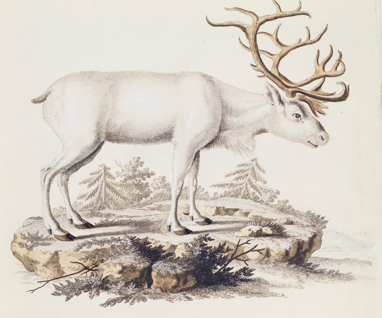 Ren geyiği (Cervus tarandus), Doğadan tasvir edilen Memelilerden Johann Christian Daniel von Schreber (1739-1810), gravür I Nufsbiegel, cilt 5, tablo 248-C, Almanya by German School