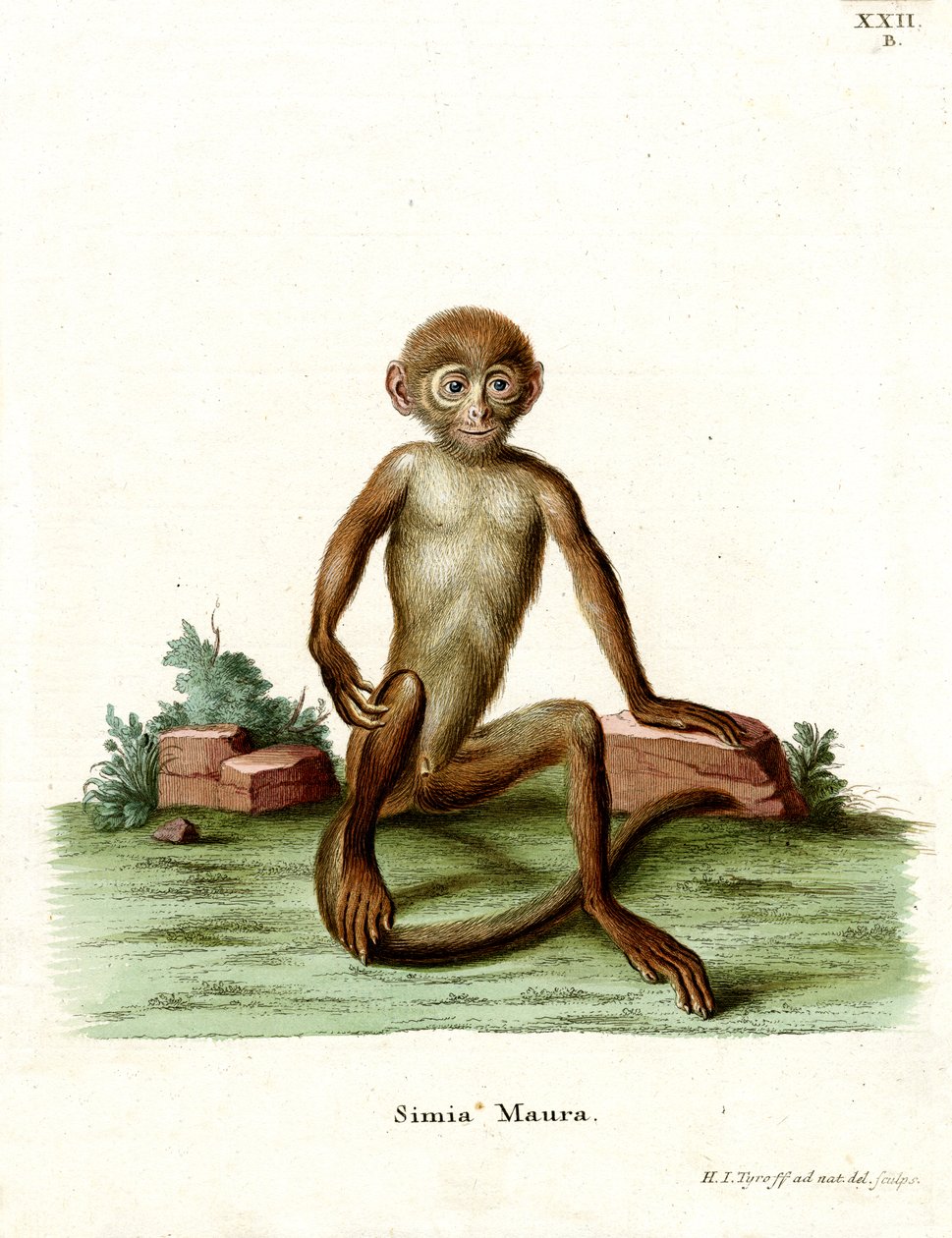Rhesus Makak (renkli gravür) by German School