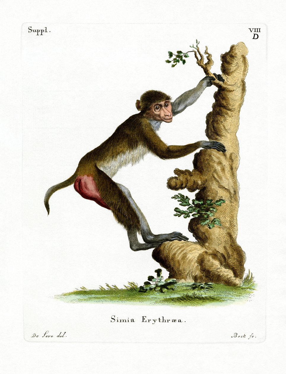 Rhesus Makak (renkli gravür) by German School