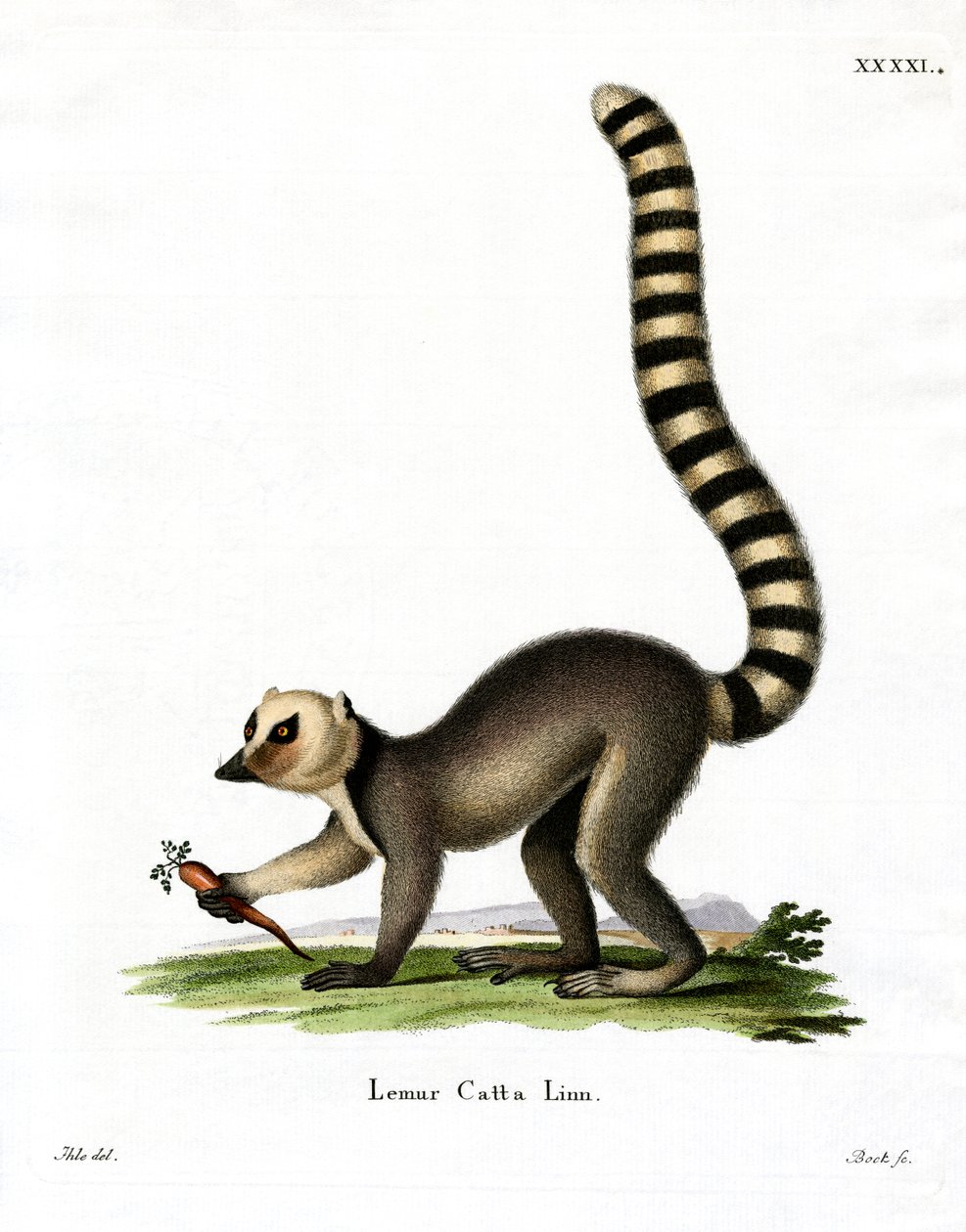 Halka kuyruklu Lemur (renkli gravür) by German School