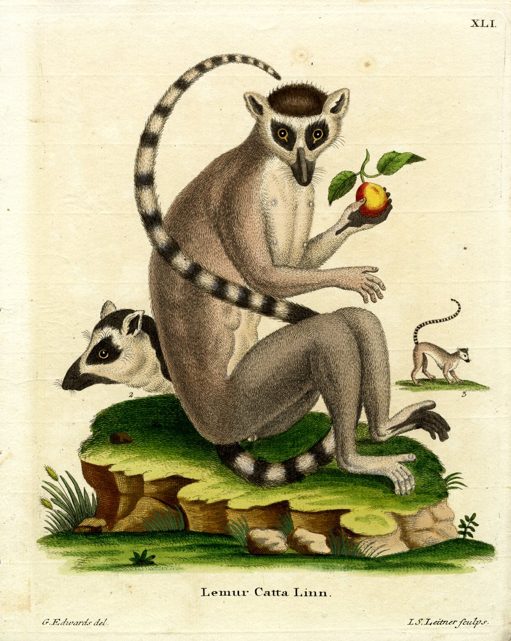 Halka kuyruklu Lemur (renkli gravür) by German School