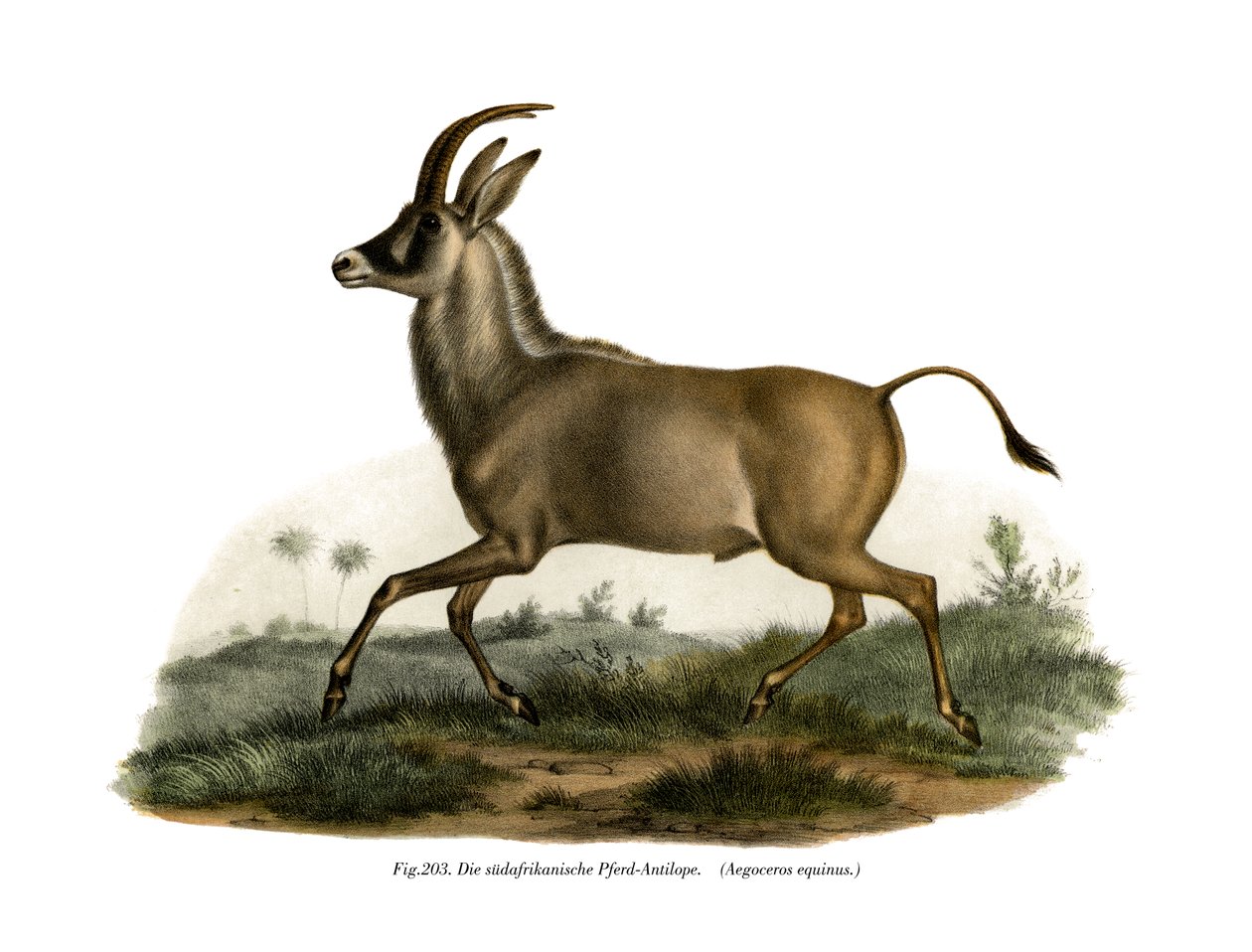 Roan Antilopu, 1860 by German School