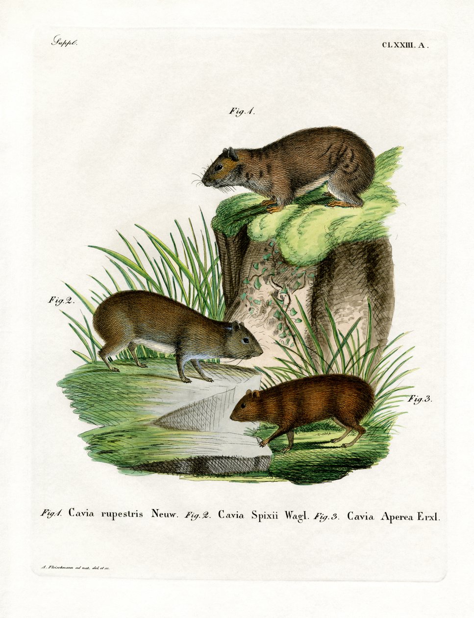 Rock Cavy (renkli gravür) by German School