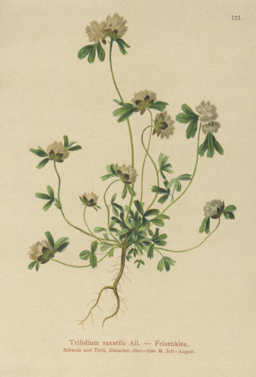 Kaya Yoncası (Trifolium saksatil) by German School