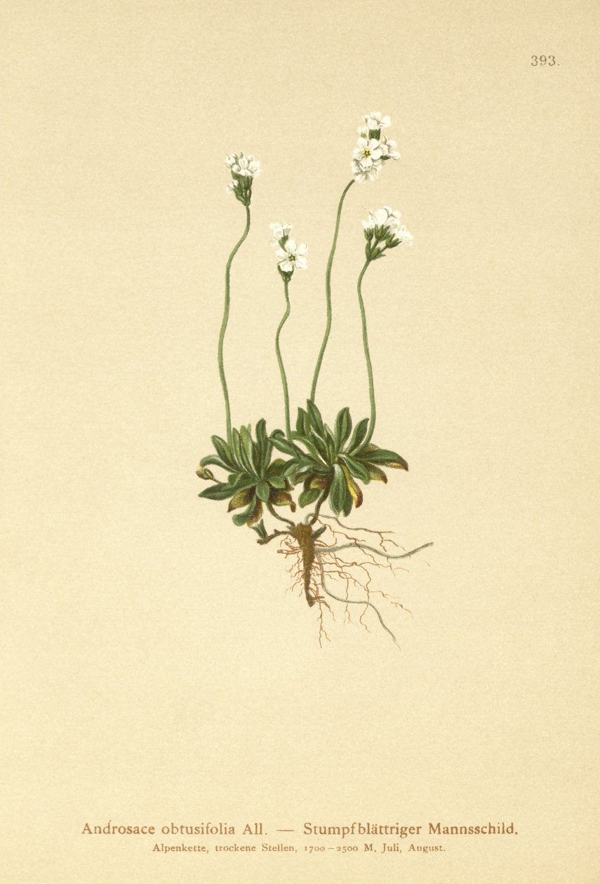 Kaya Yasemini (Androsace obtusifolia) by German School