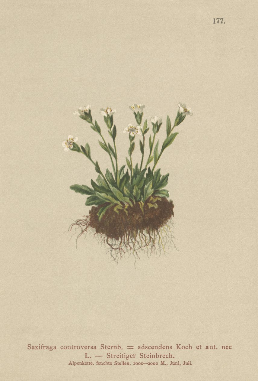 Kaya Saxifrage (Saxifraga tartışması, Saxifraga adscendens) by German School
