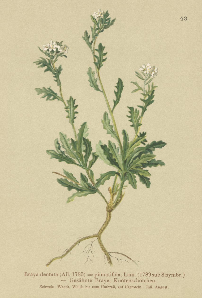 Kaya teresi (Braya dentata, Braya pinnatifida, Murbeckiella pinnatifida, Arabette pennatifida, Çim Cornacchia pennatifida) by German School