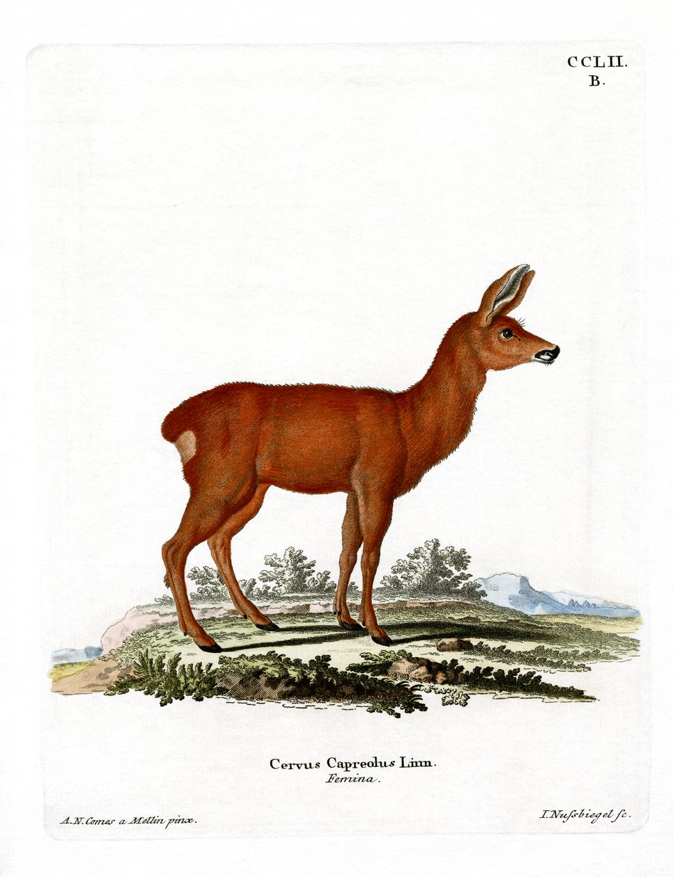 Karaca (renkli gravür) by German School