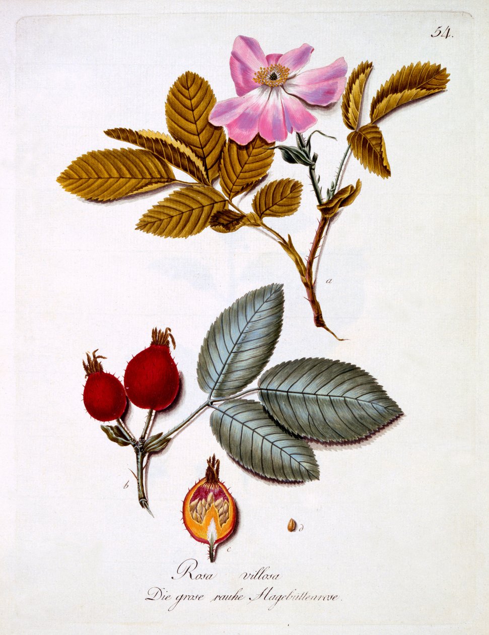 Rosa villosa, Johann Daniel von Reitter'in Alman kır çiçekleri kitabından bir çizim, c.1803-5 yayınlandı by German School