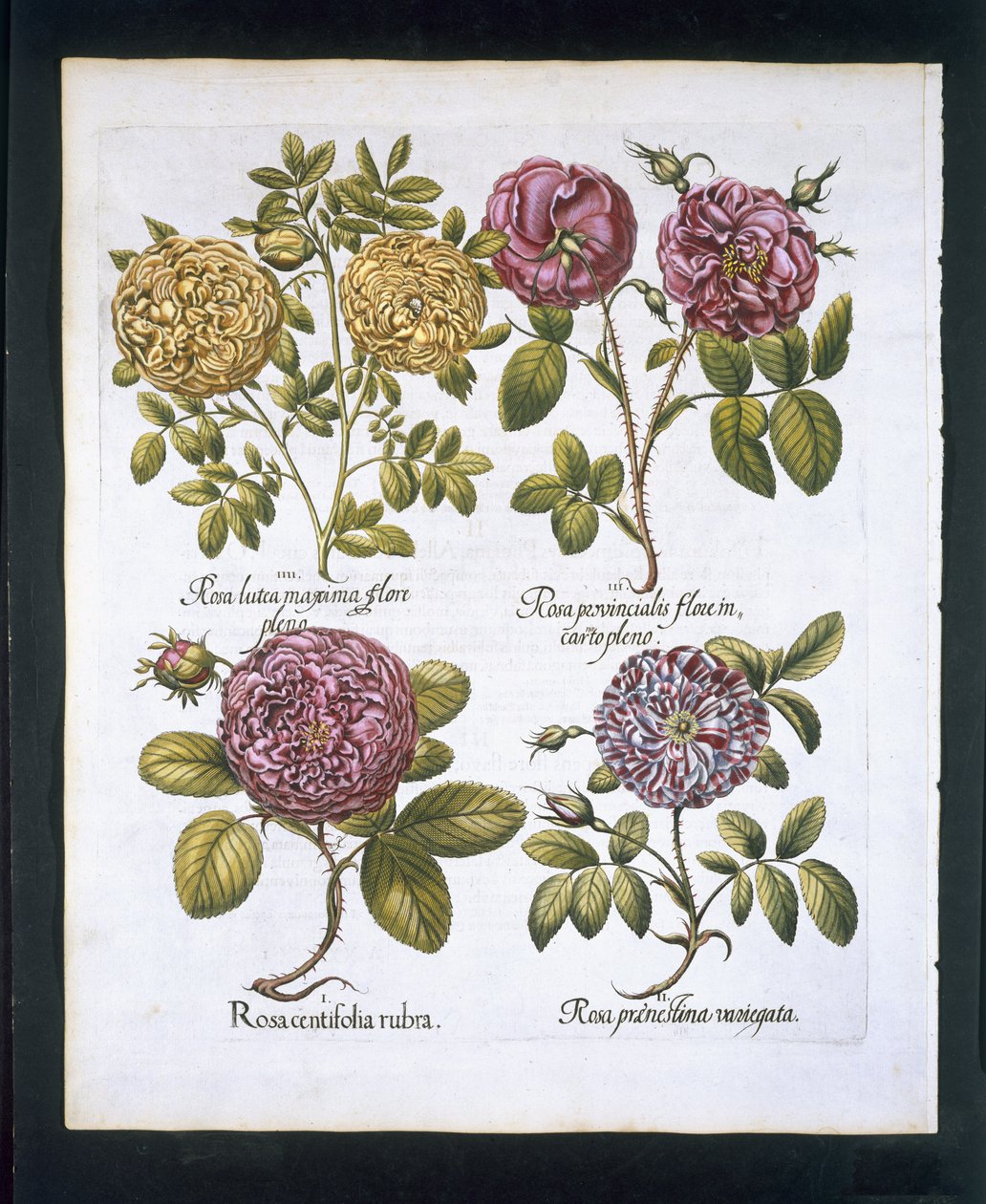 Güller, Hortus Eystettensisby Basil Besler (1561-1629) pub'dan plaka 95. 1613 (el renkli gravür) by German School